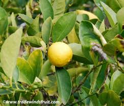 Image result for Citrus × aurantiifolia