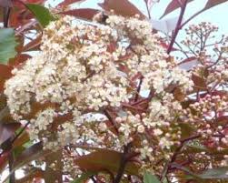 Both types take well with a high rate of success. Expert Advice On Growing Red Robin Photinia In The Uk