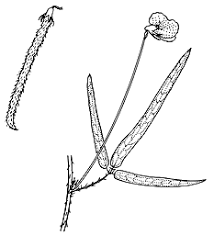 Image result for Vigna vexillata