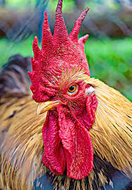 Beautiful Hen - Kissed By Creativity | OpenSea