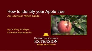 Embracing the transactions of the minnesota state horticultural. Umn Extension How To Identify Your Apple Tree Youtube