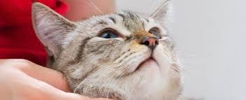 There are several ways to help your cat get over a bout of the hiccups, though cat owners should only do so after consulting a vet. Why Do Cats Hiccup And What Can You Do