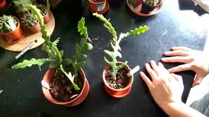 Check spelling or type a new query. What The H L Is The Difference Epiphyllums Selenicereus Bonefish Zigzag Rickrack Orchid Cactus Youtube