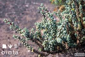 Image result for Suaeda vermiculata