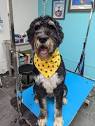 Reign's Legacy Dog Grooming... - Reign's Legacy Dog Grooming