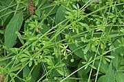 The plant presents thistlelike bright yellow flowers with sharp, yellow spines located beneath the flower head. Galium Aparine Wikipedia