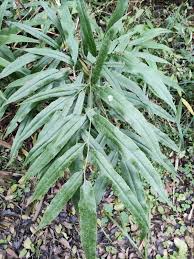 Image result for Coniogramme