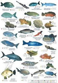 Middellandse Zeedieren Kaart 4 Rare Animals Ocean Creatures Ocean Pictures
