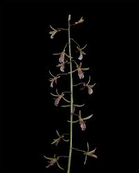Image result for Eulophia eylesii