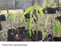 Baja #champion #bajakompos #durian cara membaja pokok durian yg betul supaya pokok naik subur sepanjang masa, jgn lupa. Cantuman Anak Pokok Durian Cara Ini Berjaya 100 Impiana