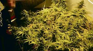 Prenez un petit rhizome qui commence à germer (je ne sais pas si on dit germer pour un rhizome ). La Majorite Du Cannabis Pousse En Appartement Ghi Le Journal Independant Des Genevois