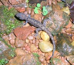 Cnemaspis psychedelica, also known as the psychedelic rock gecko, is an endangered species of gecko, only scientifically described in 2010, that is endemic to hon khoai island and adjacent hon tuong isle in vietnam. Cnemaspis Wikipedia