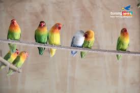 Ternak lovebird sebenarnya tidak terlalu susah asal tau cara atau trik dalam beternak.ternak lovebird pemula. Sigit Gco Kalasan Jogja Ternak Love Bird Berbekal Iseng Produknya Sejak Paud Sudah Banyak Meraih Juara Burungnews