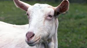 You just want to pick them up a. Bbc Radio 3 The Verb The Oh Verb