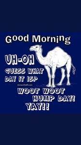 The best gifs for hump day camel. Happy Hump Day Funny Good Morning Quotes Good Morning Funny Funny Wednesday Quotes