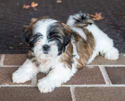 Pin By Pan Cake On Teddy Bear Puppies In 2020 Zuchon Puppies For Sale Shichon Puppies Teddy Bear Puppies