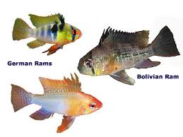 South/central american cichlids shipped directly to your door at the lowest prices & highest quality online. South American Cichlids Angels Ram Uaru Severum Festivum