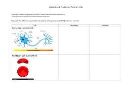 Below you can find a list will all of them (animal cell organelles and their functions) with and image/diagram to help you visualize where they are and how they look within the cell. Specialised Cells