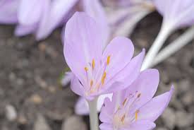 Image result for Colchicaceae