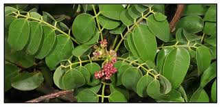 Image result for Rourea