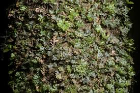 Image result for Hymenophyllum sibthorpioides