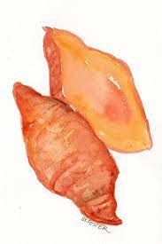 Original Sweet Potatoes Watercolor Painting Kitchen Farmhouse Etsy Watercolor Food Sweet Potato Potato Drawing