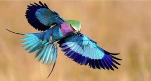 Bird With Wings Spread Images Pin On Embroidery