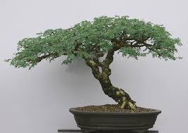 Image result for Acacia burkei