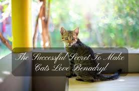 Pin On Pet Care