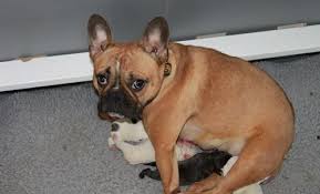 Cheap teacup boxer puppies for sale near me: French Bulldog Puppy For Sale Adoption Rescue For Sale In Hendersonville North Carolina Classified Americanlisted Com