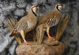 Upland Birds Bird Taxidermy Taxidermy Taxidermy Display