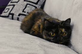 Tortoiseshell Cat 1080p 2k 4k 5k Hd Wallpapers Free Download Wallpaper Flare