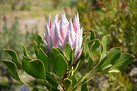 Image result for Protea micans