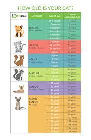 How To Calculate Cat Years To Human Years Calculator Chart