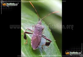 Even states like colorado and utah have reports, as. Leaf Footed Bug Em L Oppositus Em Leptoglossus Oppositus