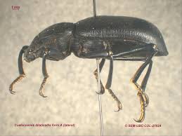 Image result for Stenostelma capense