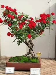 Hot new top rising controversial. Rose Bonsai Bonsai De Roser Bonsai Flower Bonsai Garden Flowering Bonsai Tree