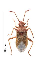 Image result for Canthium bugoyense