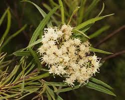 Image result for Boscia salicifolia