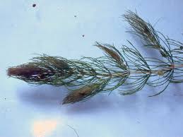 Image result for Ceratophyllaceae