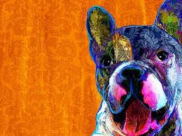 We have frenchie puppies available too! Monarch French Bulldogs Home Facebook