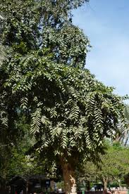 Image result for Synsepalum muelleri