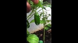 This is great for making pickles or garnishing food like cornbread. Simple Way Of Harvesting Jalapeno Peppers Youtube