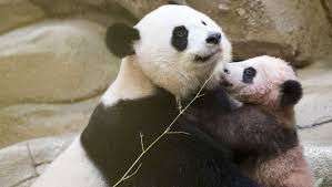 Une vidéo prise le 28 mai 2021, de yuan meng, jeune mâle panda géant dégustant son bambou ! En Images Le Bebe Panda Du Zoo De Beauval Yuan Meng A Ete Presente Pour La Premiere Fois Au Public Ce Samedi