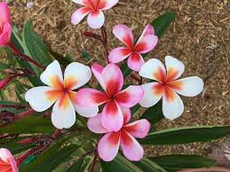 Frangipani A K A Plumeria Plumeria Ko Olina Plumeria Flowers Frangipani Plumeria
