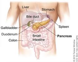 Image result for pancreas)