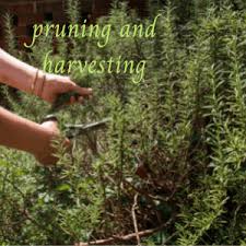 Image result for rosemary pruning