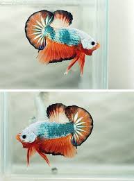 Multi Orange Hmpk On Aquabid Betta Plakat Betta Fish Tank Betta Fish Betta