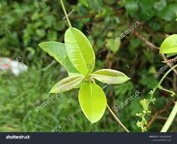 Image result for Cryptolepis