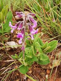 Image result for Orthosiphon schimperi